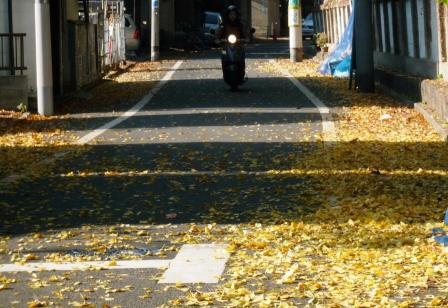 落ち葉の道.JPG